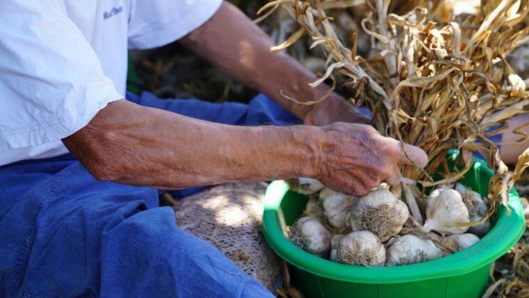 Knoblauchverarbeitung in Nea Vyssa (Evros)